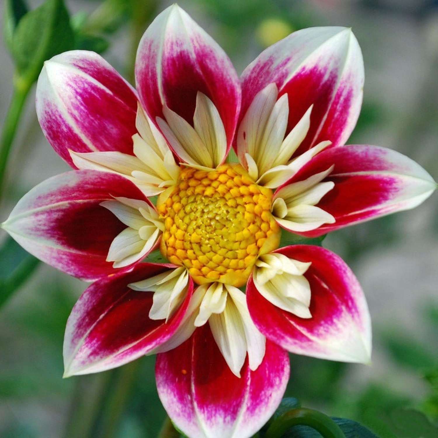 Dahlia 'Fashion Monger'